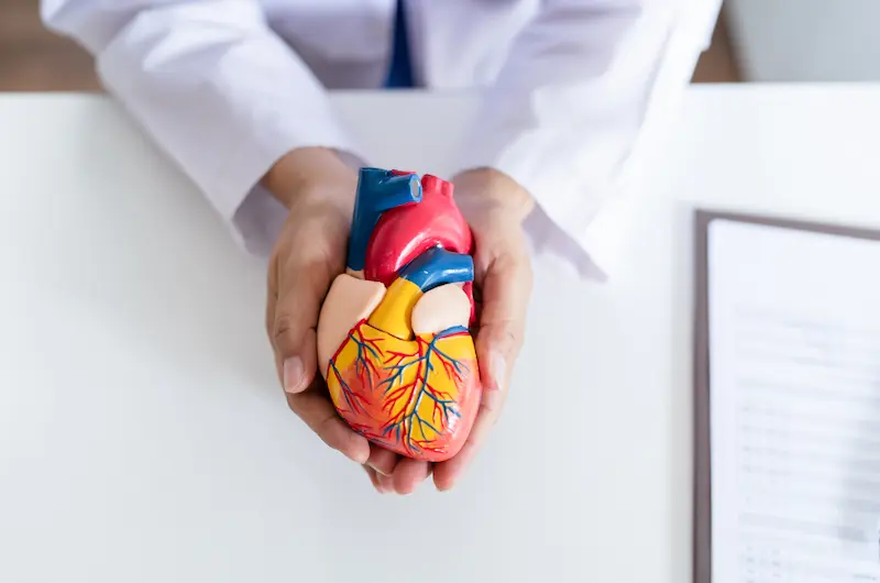 A doctor holding a detailed anatomical model of a human heart, symbolizing cardiac health and medical care.