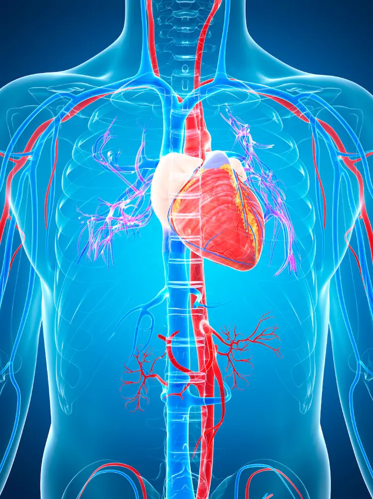 3D illustration of the human heart and cardiovascular system, representing cardiovascular disease (CVD) and its impact on the heart and blood vessels.